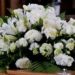 Raymond Keith Jarvis Obituary: Longtime NSW Resident in NOWRA, Australia Dies Peacefully at 79