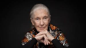 Dr. Jane Goodall World Mourns Pioneering Primatologist Who Transformed Our Understanding of Humanity and Nature