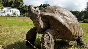 194 Year Old World’s Oldest Tortoise Jonathan, Death Hoax in Crypto Scam Officials Confirm He Is Alive