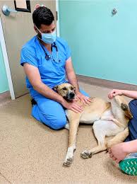 Breaking News: Dr. Nick Vitale, Respected Michigan Veterinarian and Surgeon, Has Died
