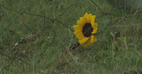 Sophia Gardner, UHS Student Dies at 15, After Uxbridge Car Crash in Massachusetts
